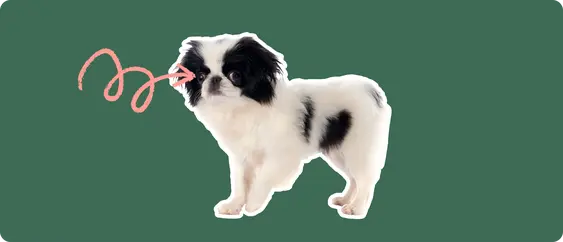 A Japanese Chin puppy cut out with a white outline, with a pink arrow pointing to it's eye, on a solid green background