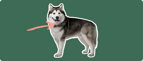 An Alaskan Malamute with a thick grey and white coat and a pink arrow pointing to the neck area, set against a dark green background. This could indicate a focus on the thyroid gland, suggesting a discussion about thyroid health.