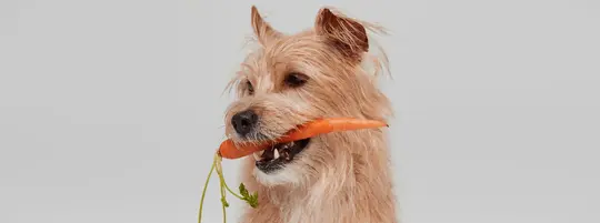 Dog eating a carrot
