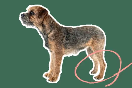 Border Terrier