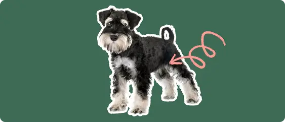 Image of a black Mini Schnauzer with a pink arrow drawn to its hip