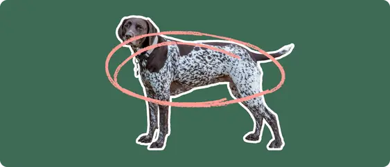 German shorthair pointer