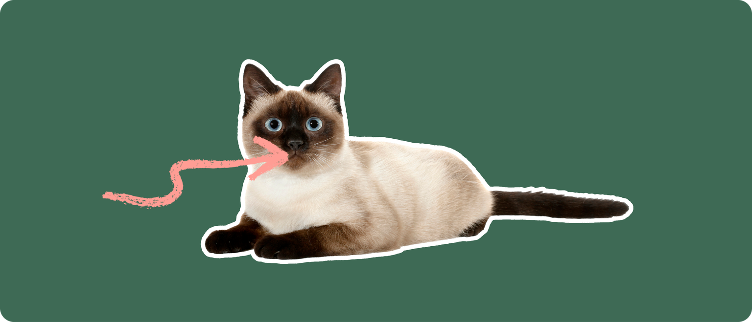A Thai cat cut out with a white outline, with a pink arrow pointing to it's mouth, on a solid green background