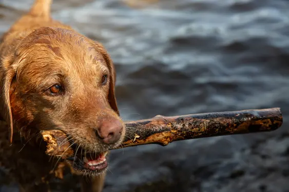 A dog stands in the water with a stick in their mouth