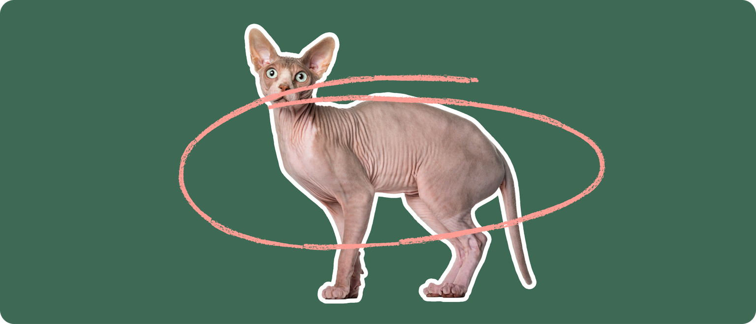 Sphynx