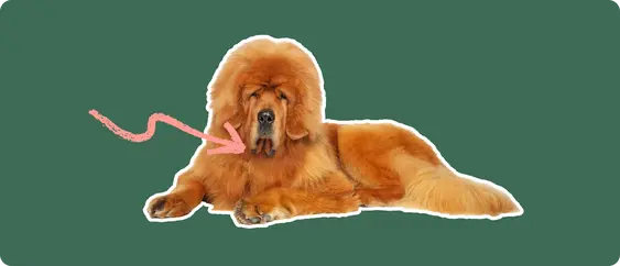 A Tibetan Mastiff cut out with a white outline, with a pink arrow pointing to it's neck, on a solid green background