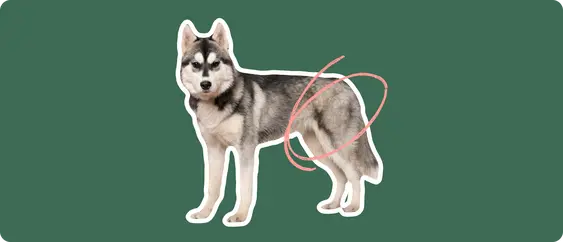 Husky