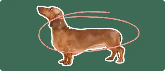 dachshund