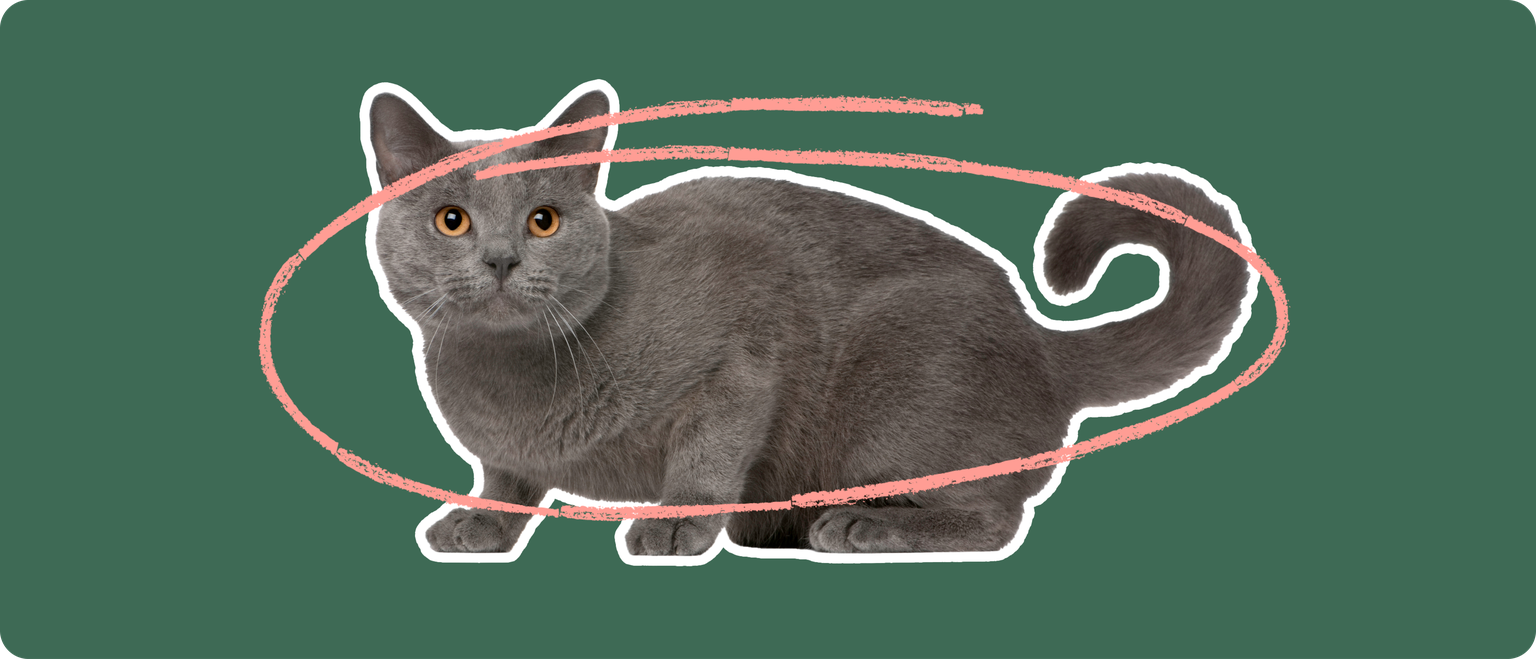 A grey cat with orange eyes cut out with a white outline, with a pink circle around it's body, on a solid green background