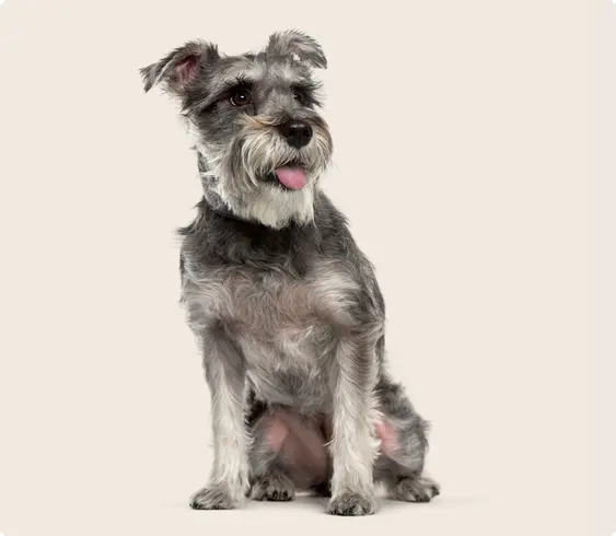 Image of a grey Mini Schnauzer smiling with a beige background