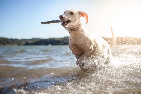 mixed breed yellow dog fetching stick from water