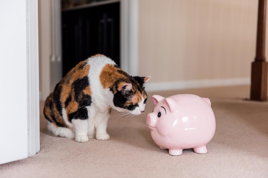 Cat with a piggy bank