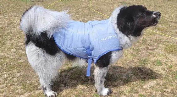 dog wearing a Kurgo cooling vest outside