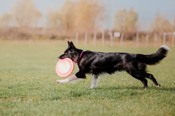 black and white dog runs in the park with a frisbee in his mouth