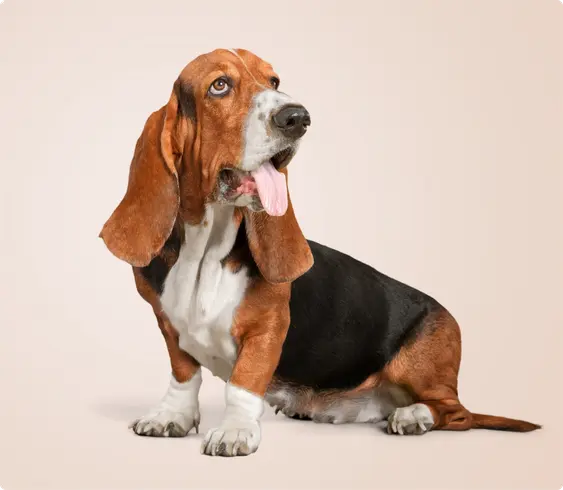 A Basset hound cut out on a light pink-beige background