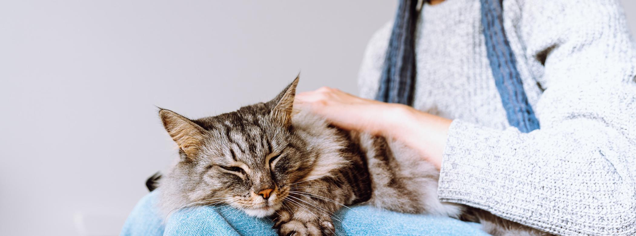Cat sitting on someones lap