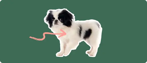 A Japanese Chin puppy cut out with a white outline, with a pink arrow pointing to it's chest, on a solid green background