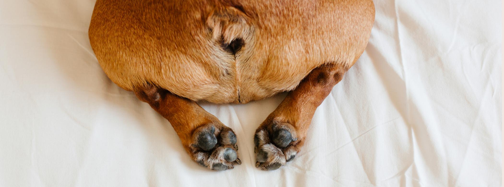 Image of a brown dog's behind