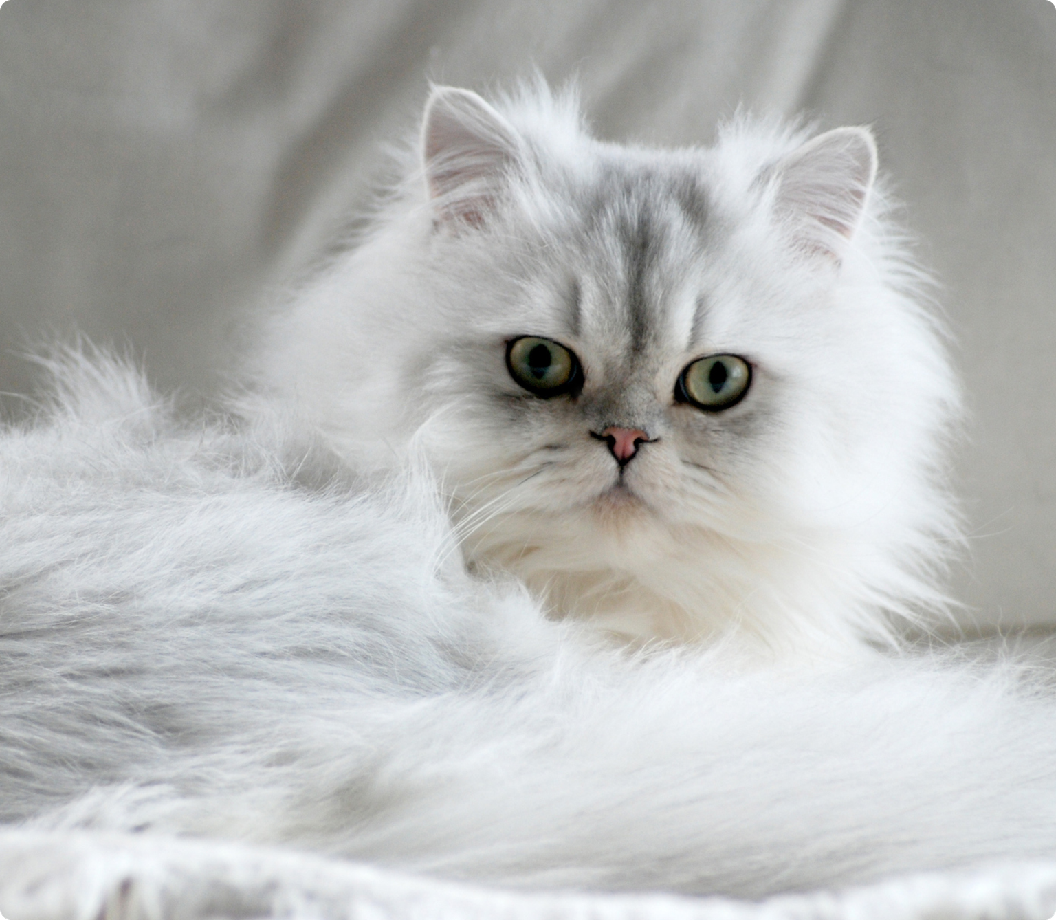 A Chinchilla Persian cat with green eyes laying down in a bed.