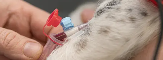 Dog blood donor