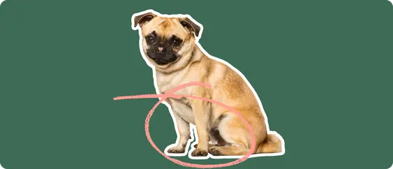 Chug breed dog