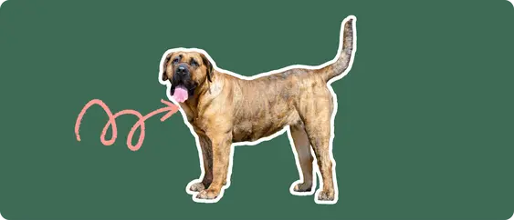 Presa Canario with a pink arrow drawn to its neck