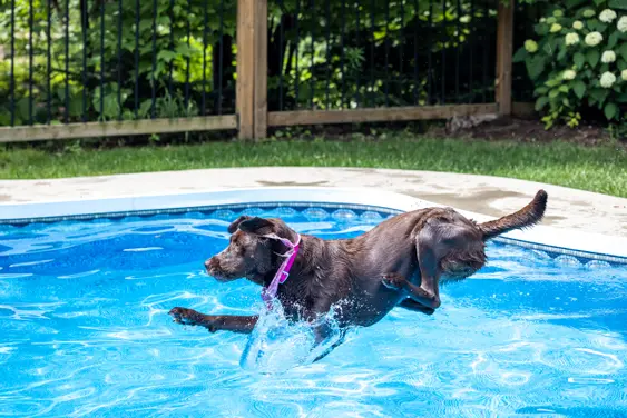 black lab wearing pink collar pictured jumping into a backyard pool