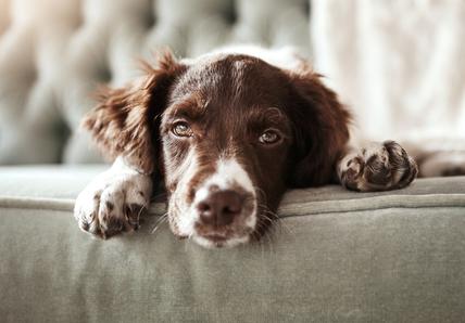 Dog looking sad on a green couch