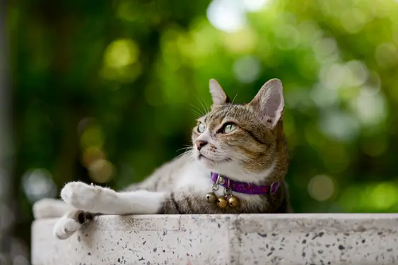 A brown cat lays on a stone wall and is looking up to the side