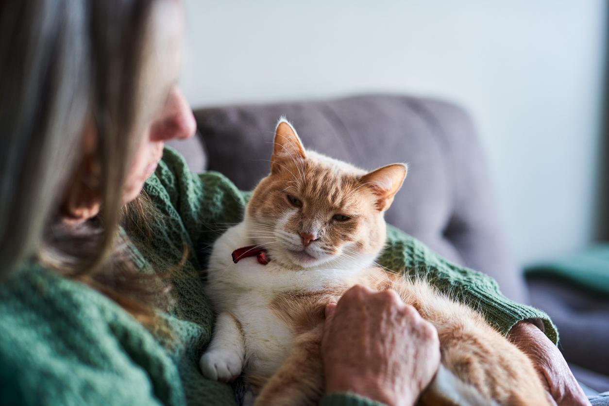 A senior woman is getting cozy with her fluffy and cute older ginger cat cat