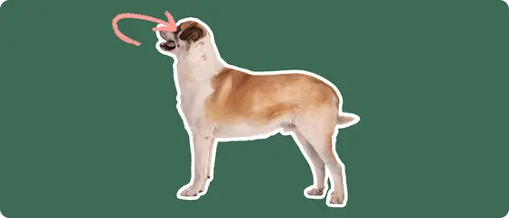 A Great Pyrenees cut out with a white outline, with a pink arrow pointing to it's eye, on a solid green background