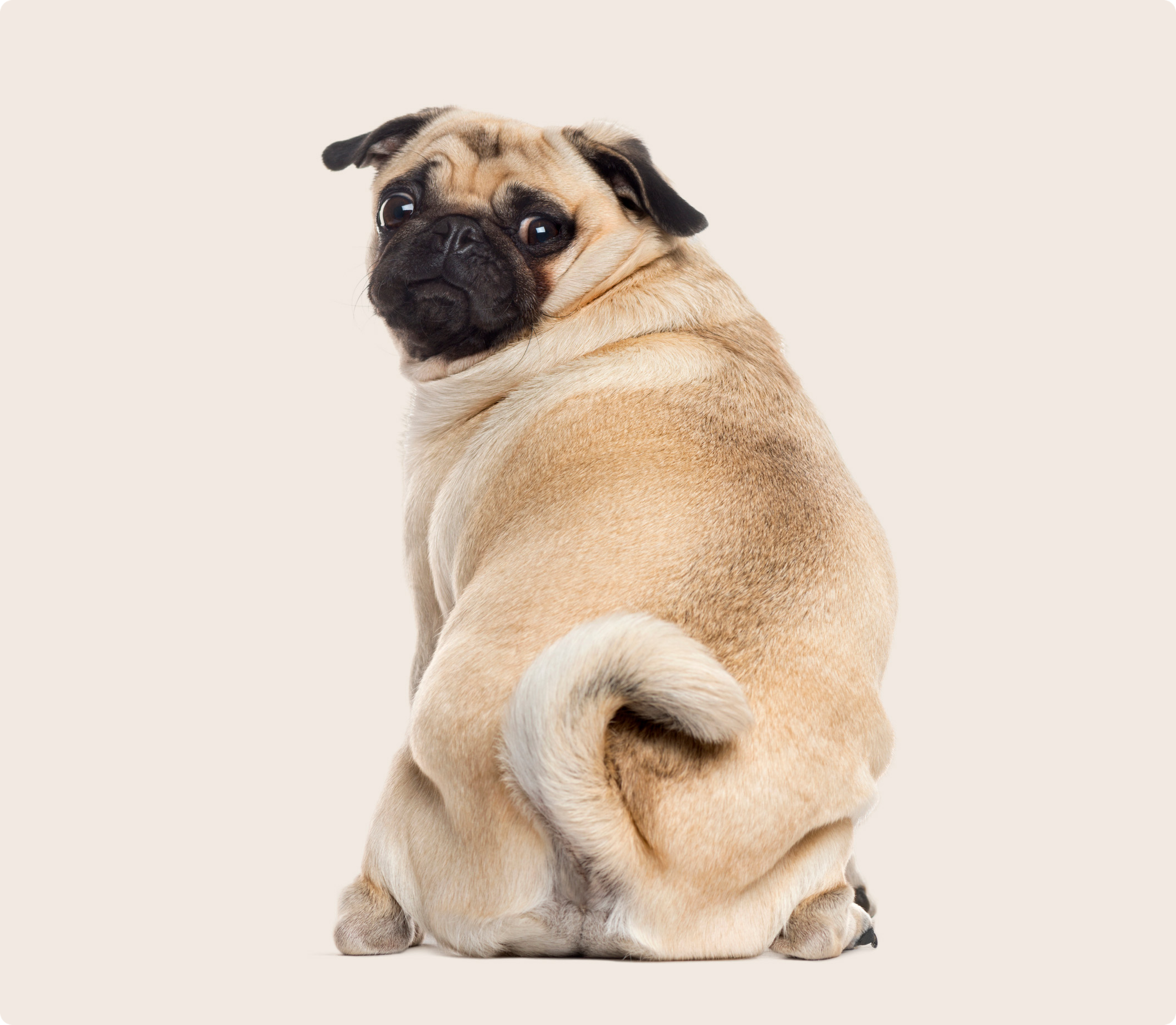 Pug on beige background