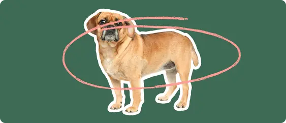 A puggle dog cut out with a white outline, with a pink circle around it's body, on a solid green background
