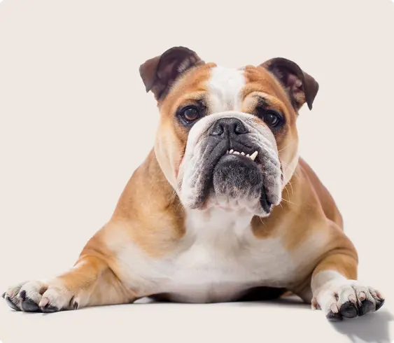 English Bulldog