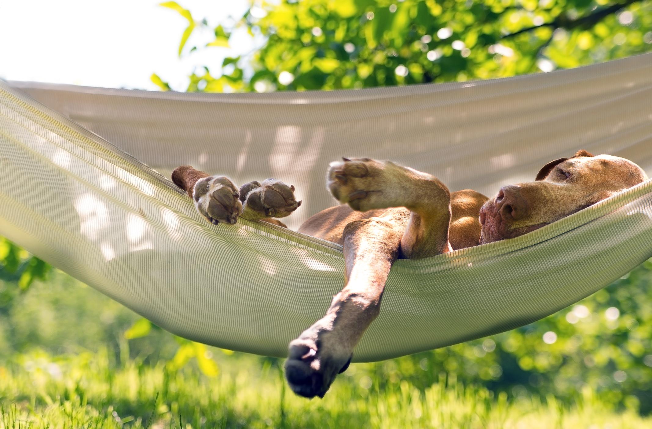 A large dog, likely a Great Dane, sleeps soundly in a hammock outside in the summer