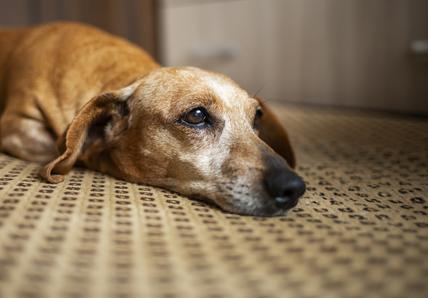Close up photo of an old gray-haired dachshund resting his head on the floor