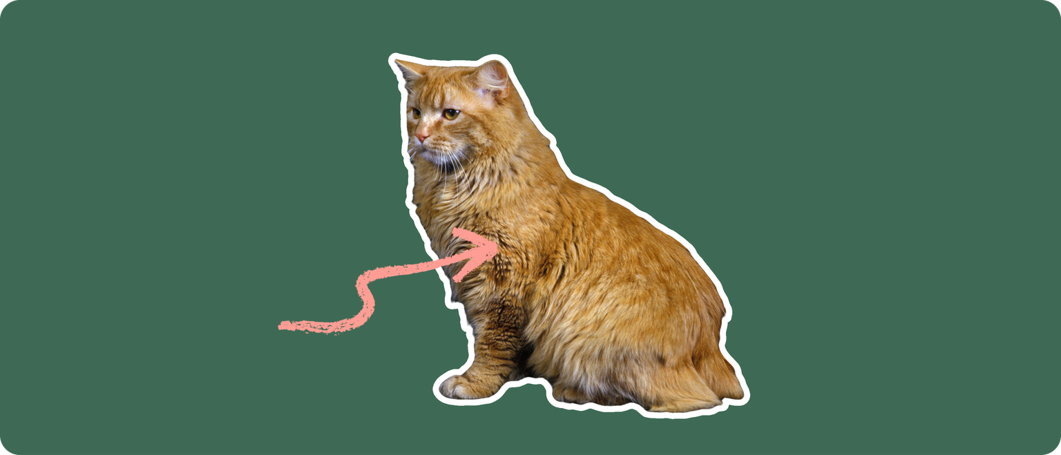 A long-haired orange cat with no tail, cut out with a white outline and a pink arrow pointing to it's chest, on a solid green background