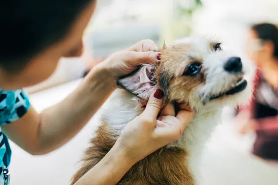 Blurry pose of a young veterinarian woman doing ear control to a dog. Focus on dog's ear.
