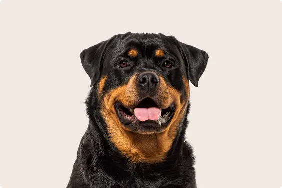rotweiler