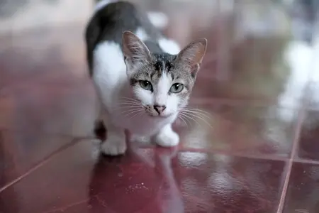 cat with green eyes having focal seizure. stands on top of brick red colored shiny floors.