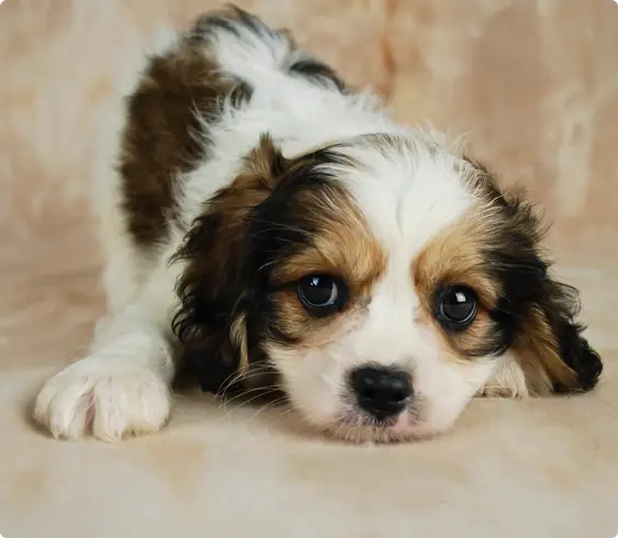 Cavachon puppy