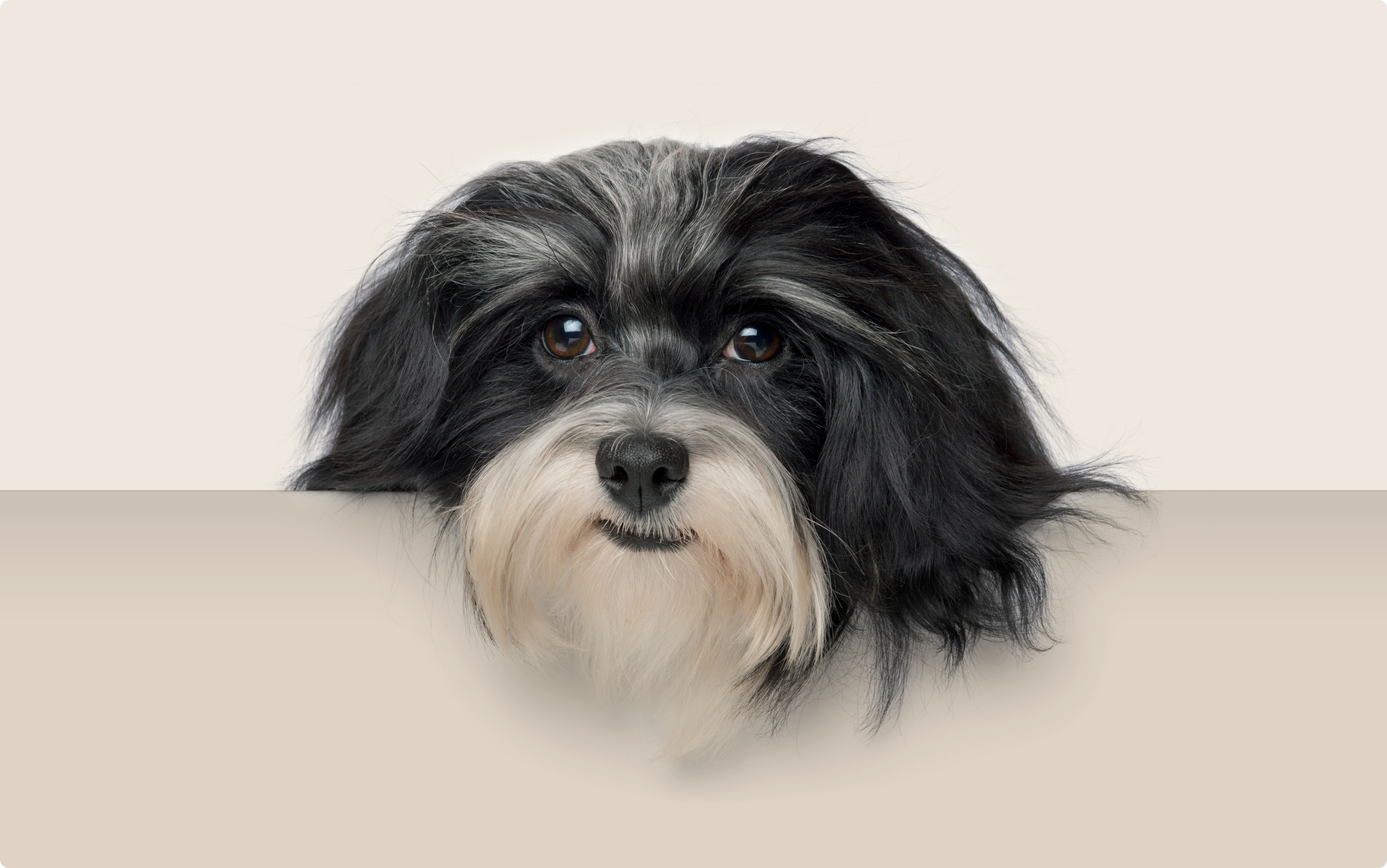 Havanese