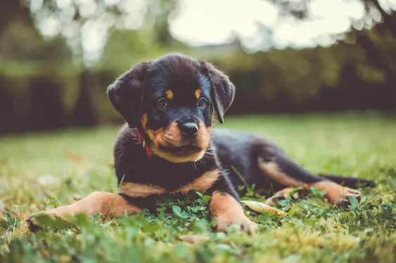 Image of a Rottweiler puppy sitting in the grass