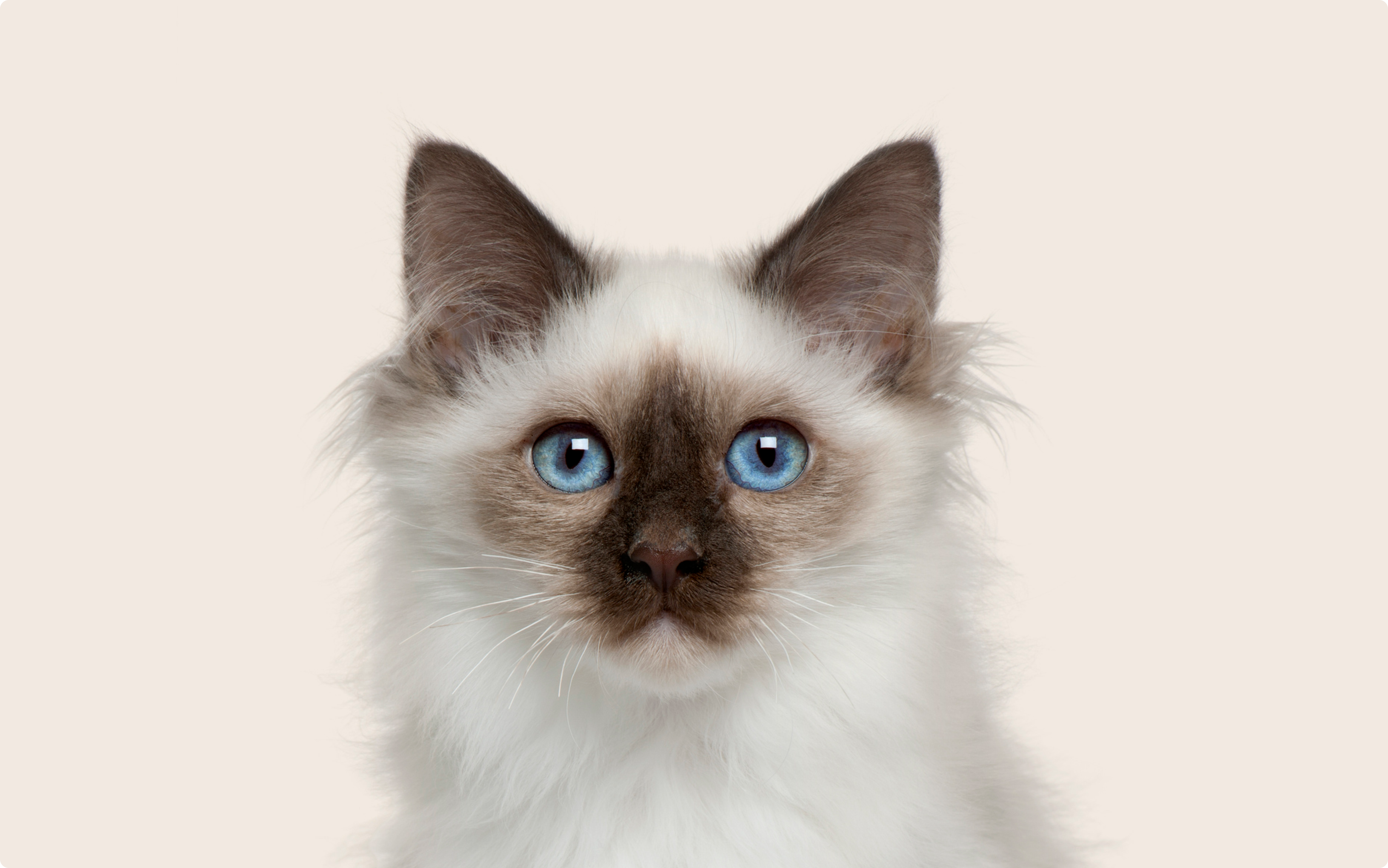 Birman Cat on beige background