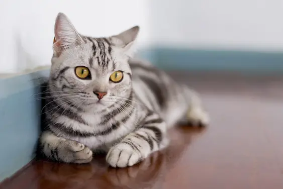 An American Shorthair cat lies peacefully on a brown floor, they're looking just beyond the camera