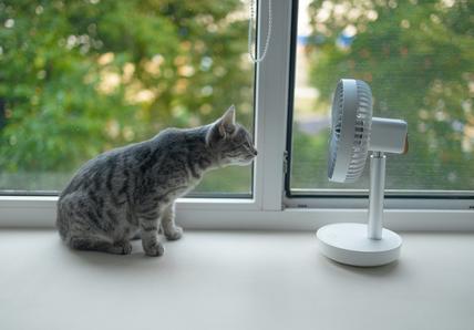 Gray cat enjoying air flow from portable electric fan on the windowsill