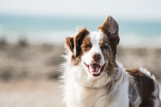 dog standing on beach with one ear cocked