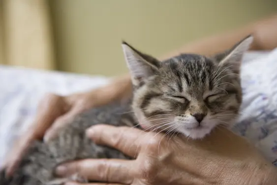 A happy, content brown cat who appears to be purring in its owner's arms
