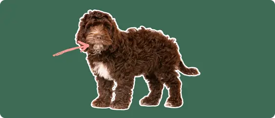 cockapoo