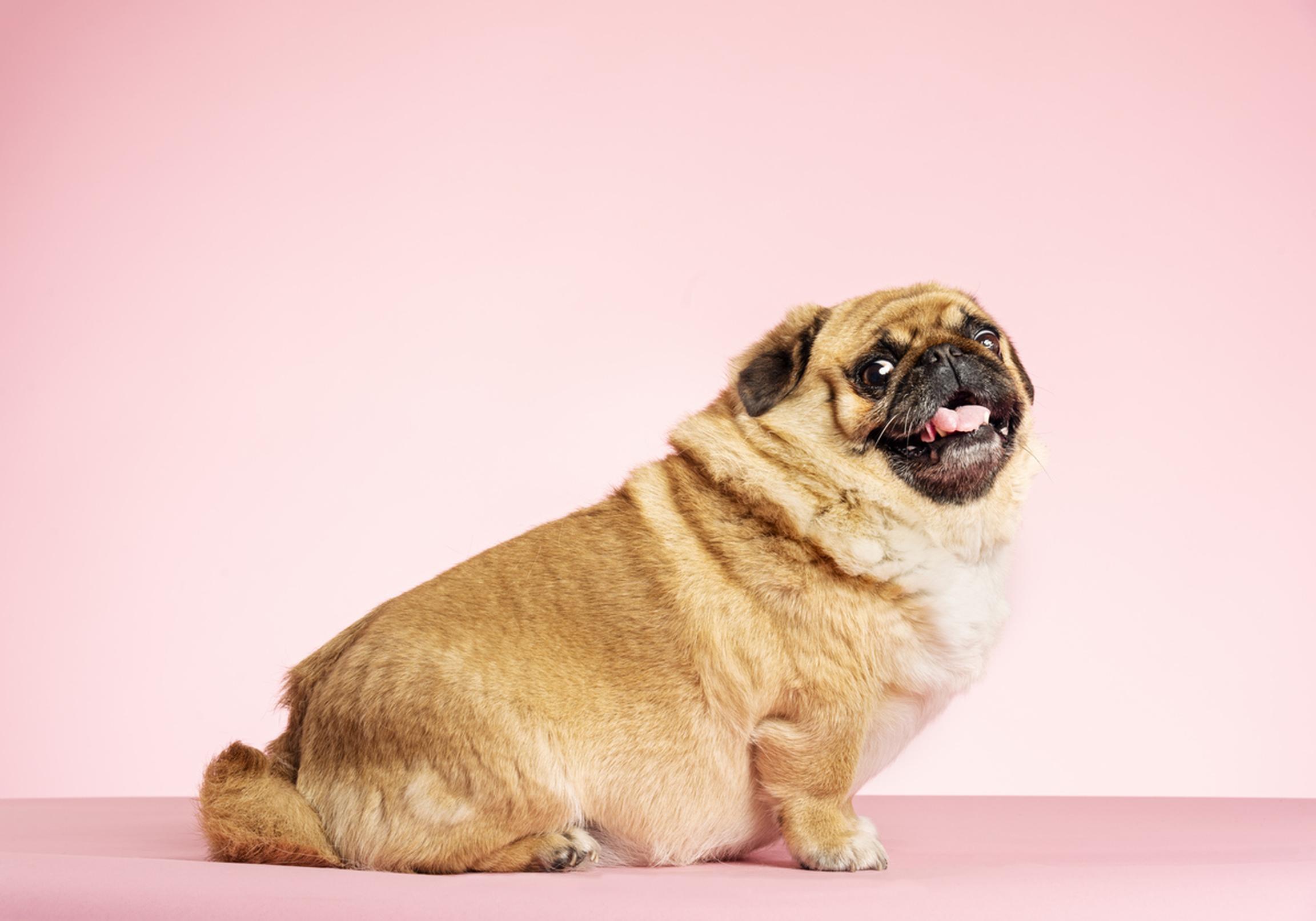 Portrait of an overweight Pug crossed with a Pekingese posing against a pale pink background. Colour, horizontal format with some copy space.